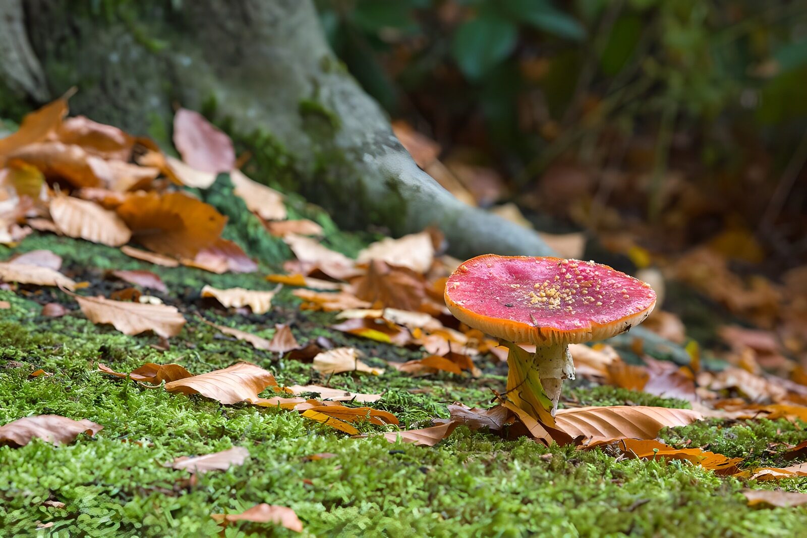 OCUK98212: Fly agaric with autumn leaves 2