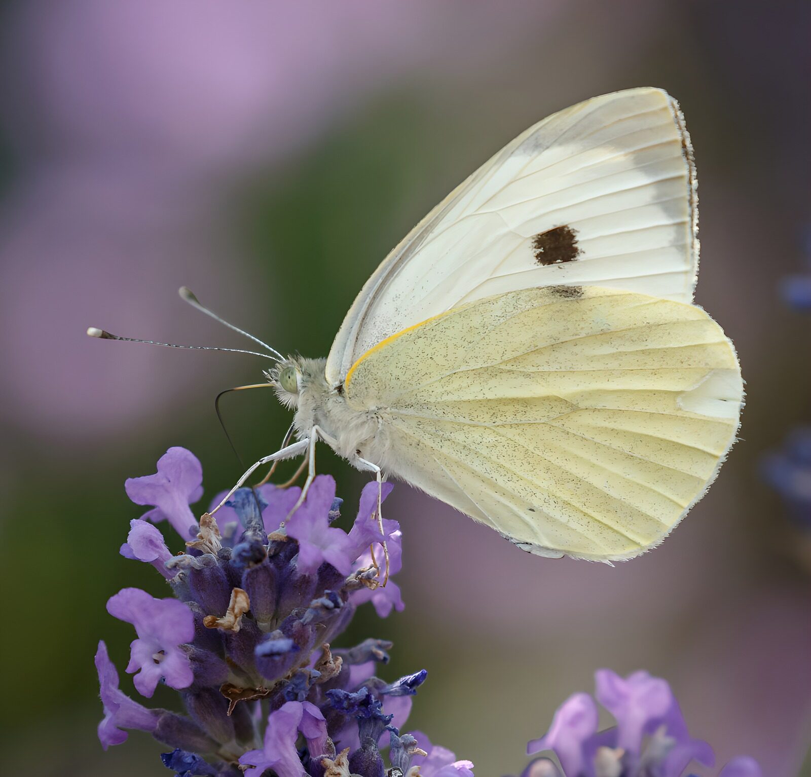 OCUK34621: Delicate Butterfly on Lavender Blossom