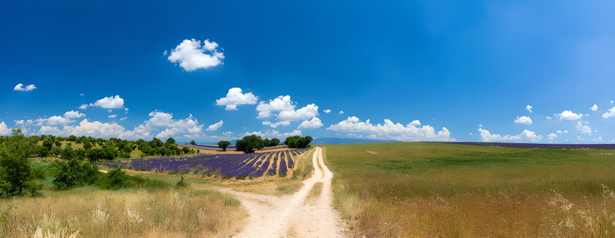 Serene Lavender Fields Under Blue Skies