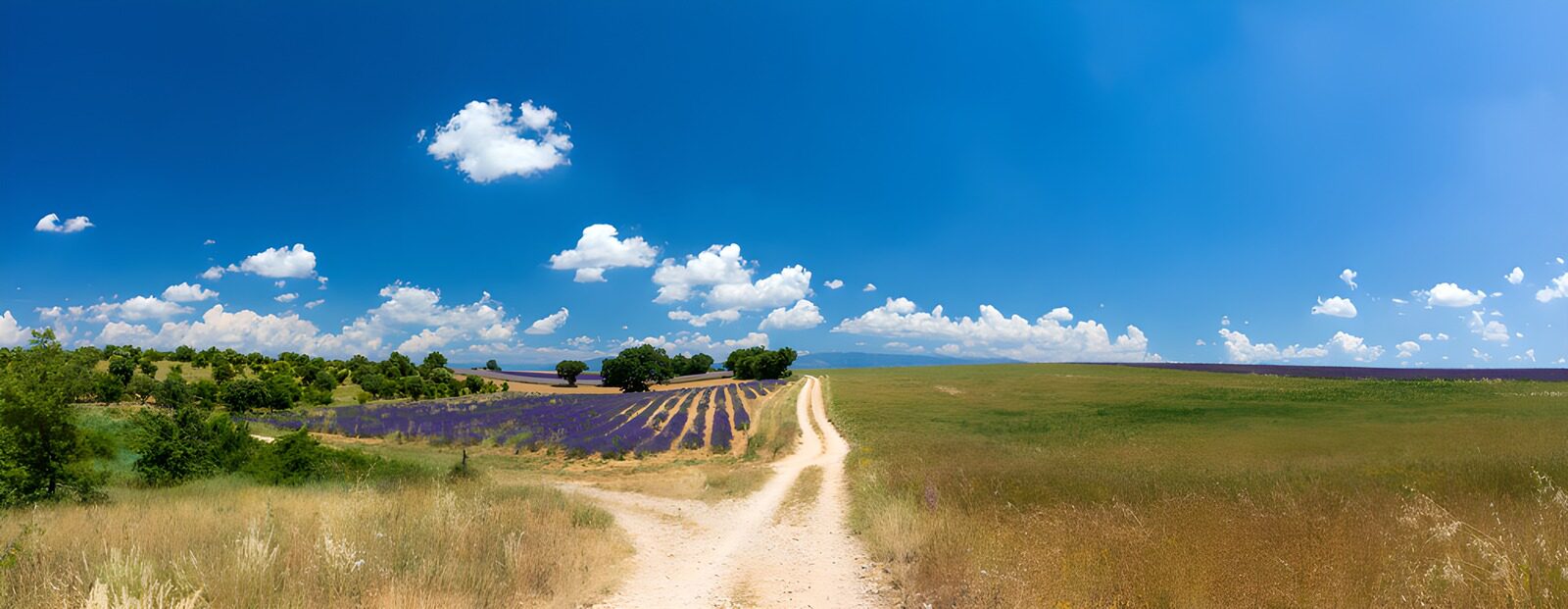 OCUK70456: Serene Lavender Fields Under Blue Skies