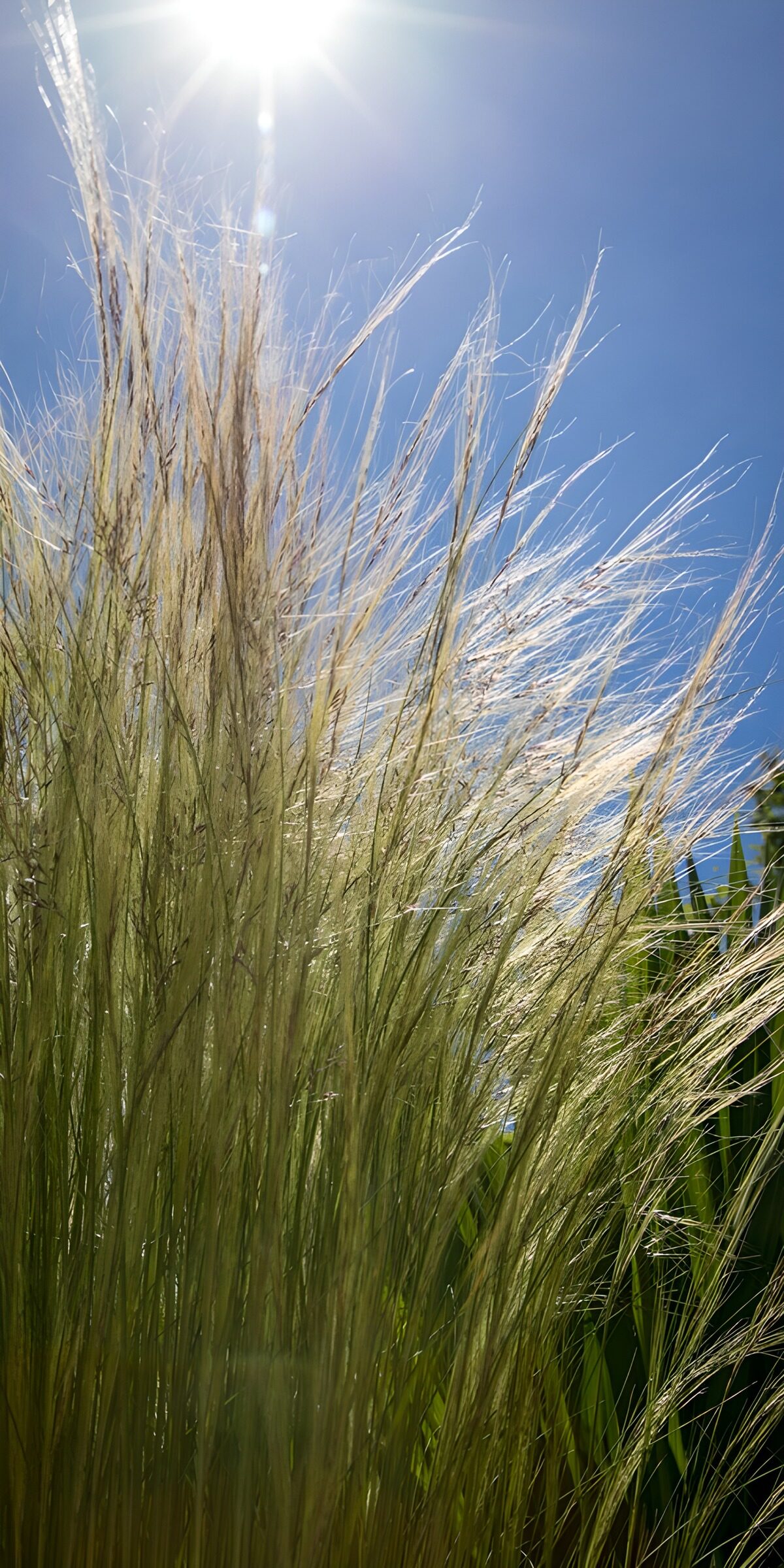 OCUK96822: Sunlit Grasses Against a Clear Sky