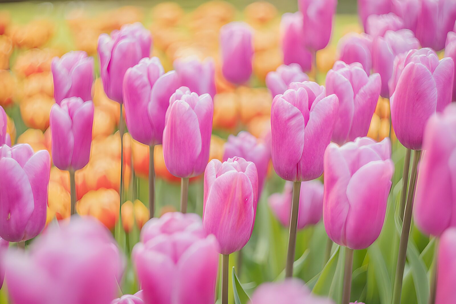 OCUK23053: Vibrant Tulips in Bloom