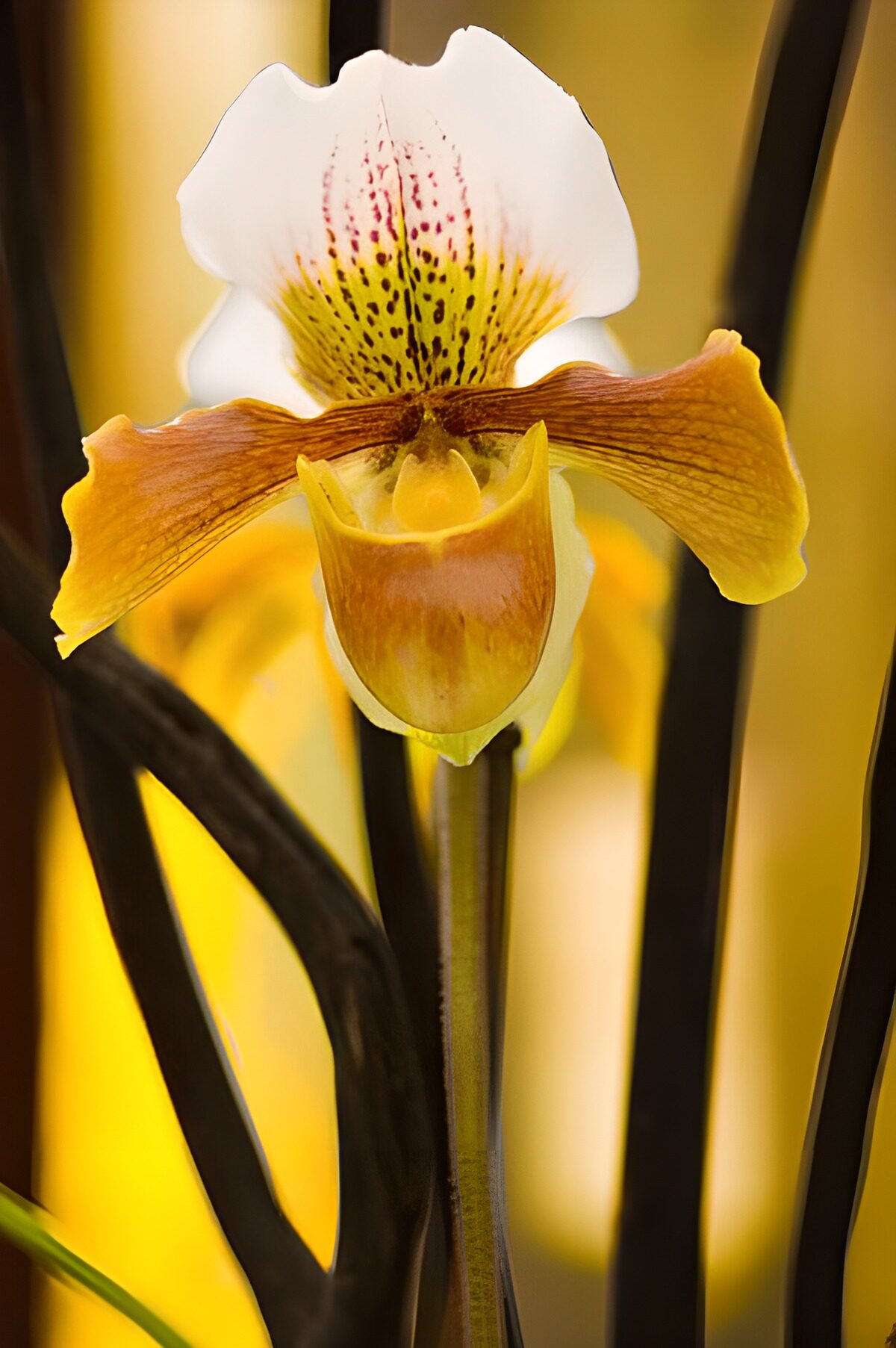 Flower photo 159