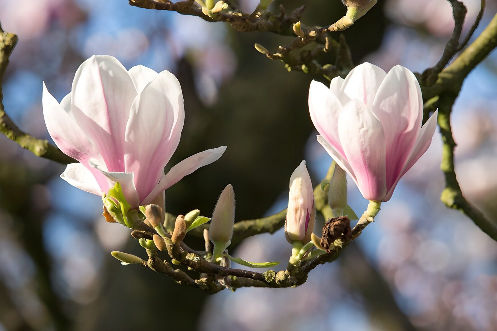 OCUK89567: Spring Blossoms of the Magnolia Tree
