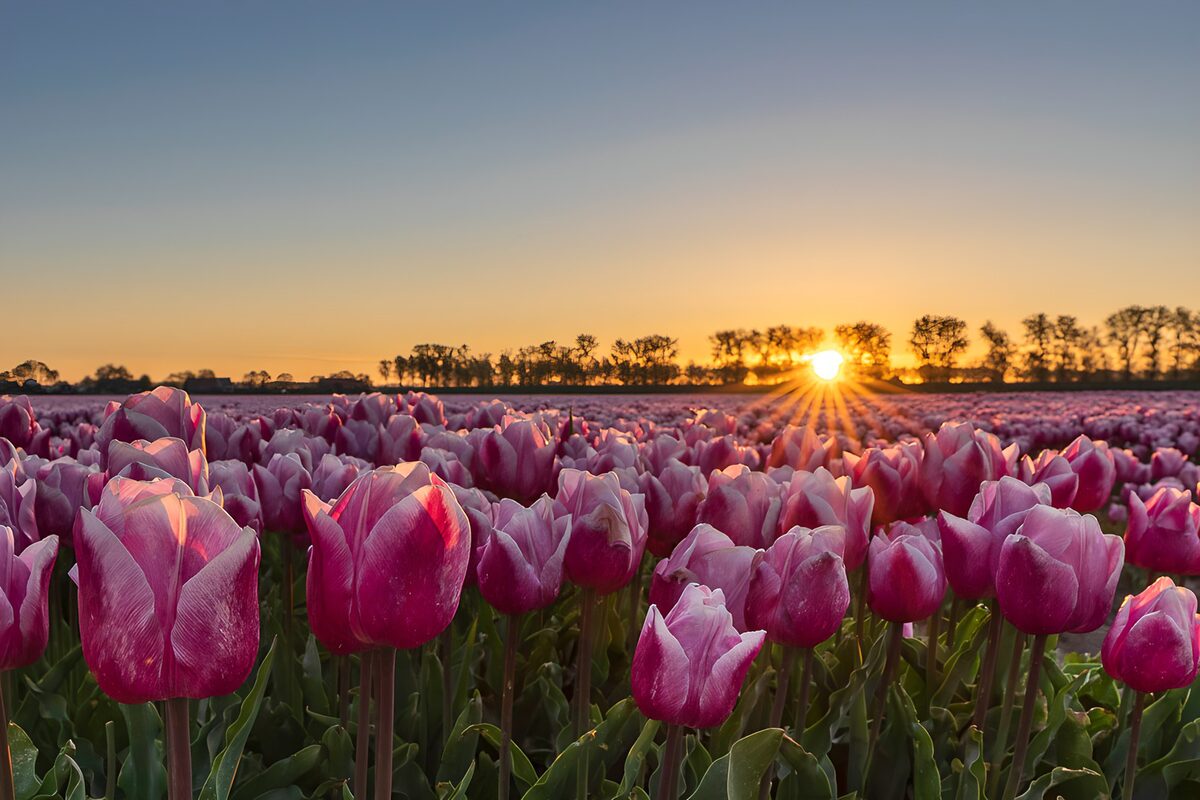 Radiant Tulip Fields at Sunrise