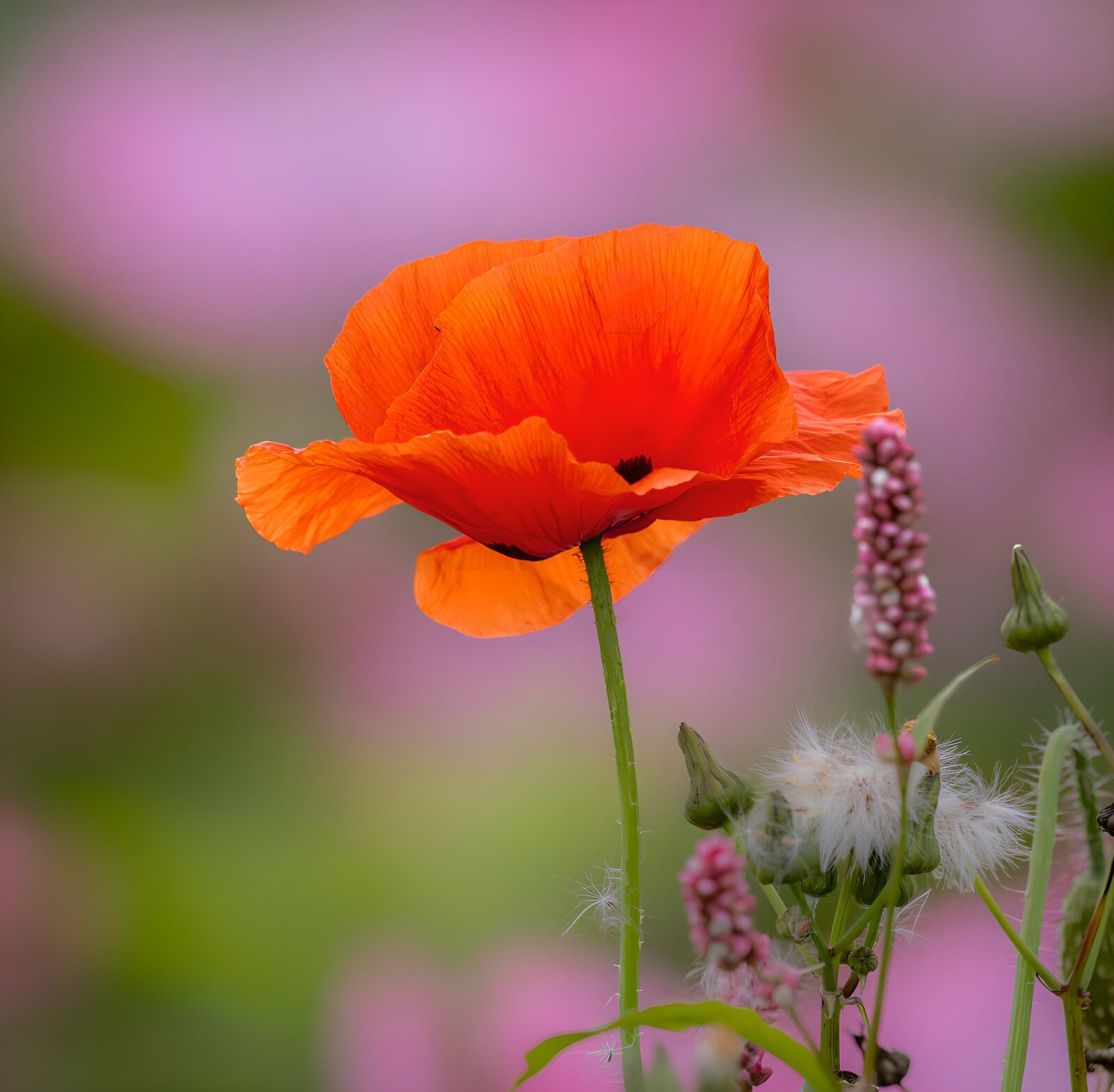 OCUK56376: Vibrant Orange Poppy Among Fading Blooms