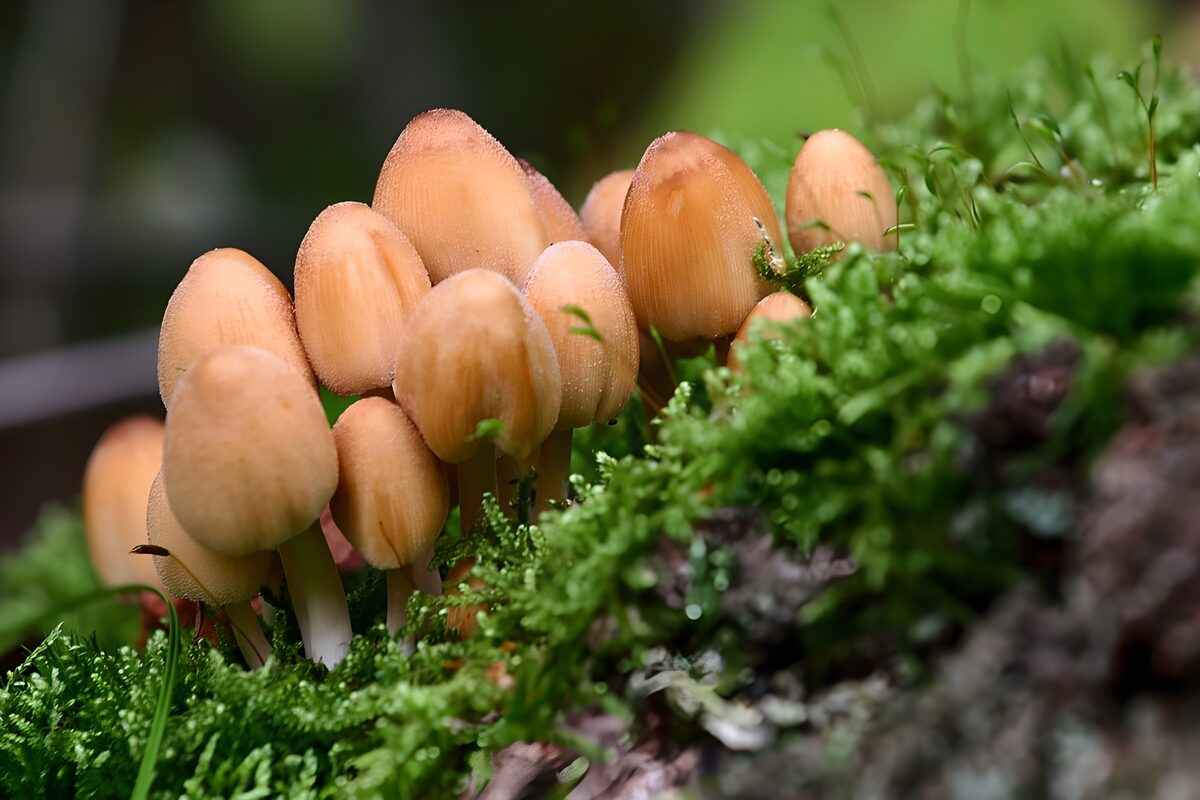 OCUK63710: Delicate Forest Mushrooms