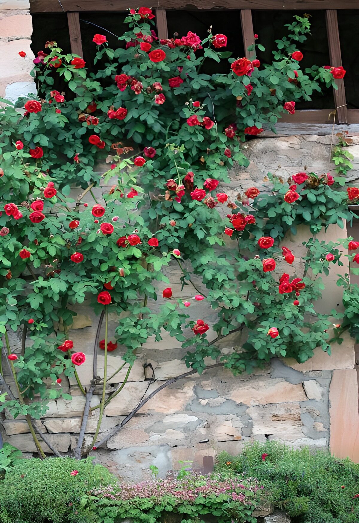 OCUK11960: Climbing red rose up against wall