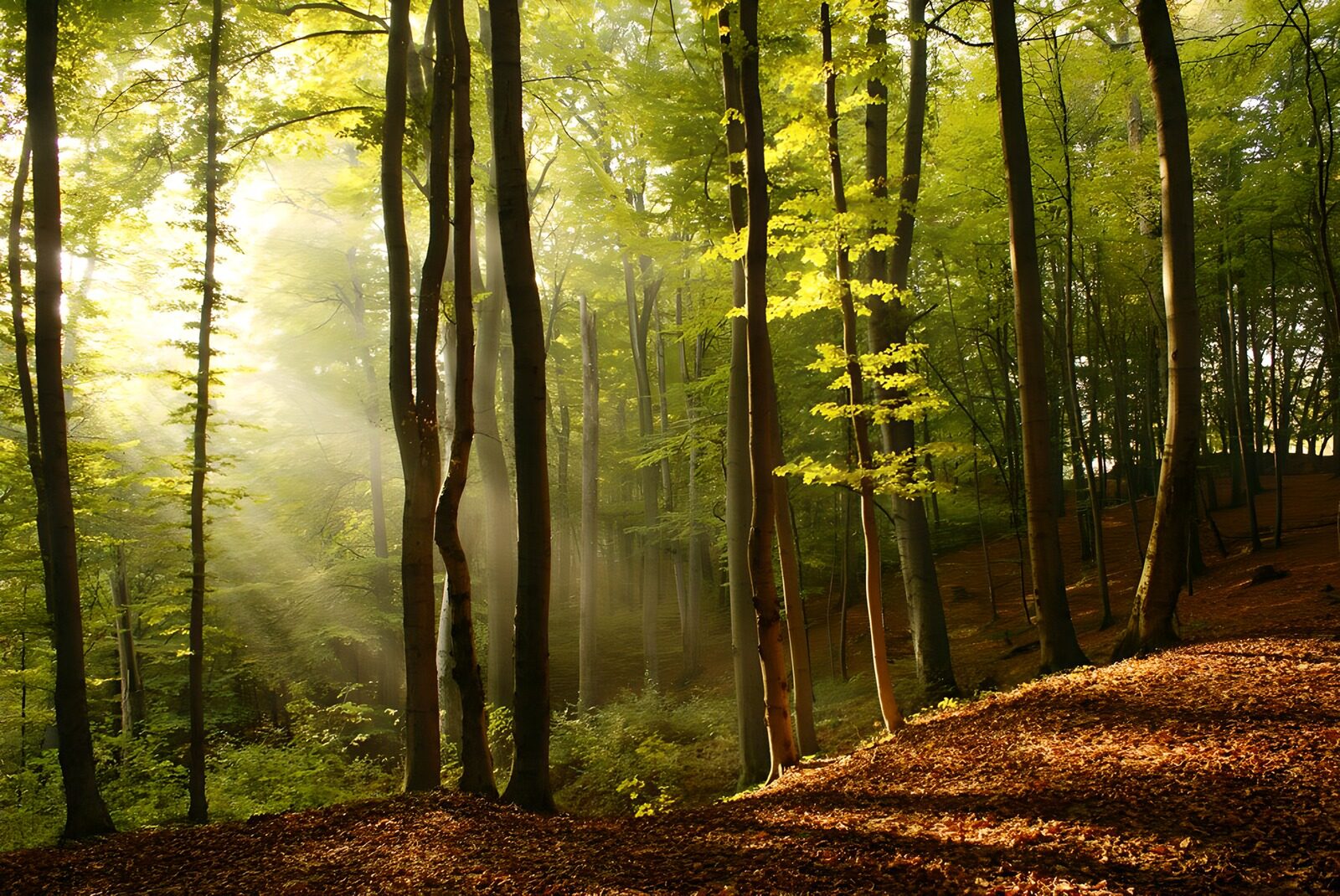 OCUK90735: Serene Forest Light