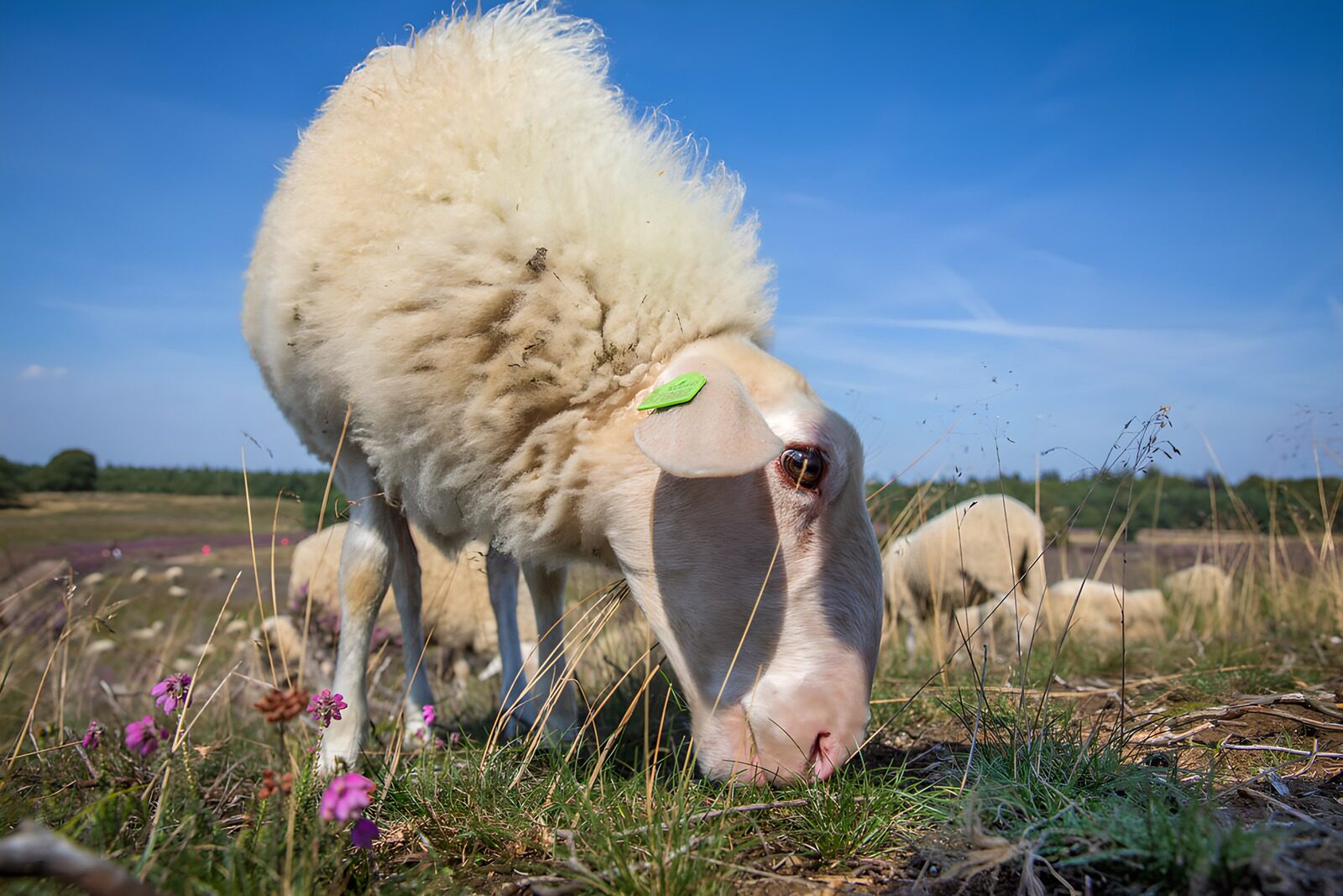 OCUK80862: Curious Sheep Grazing Under a Blue Sky