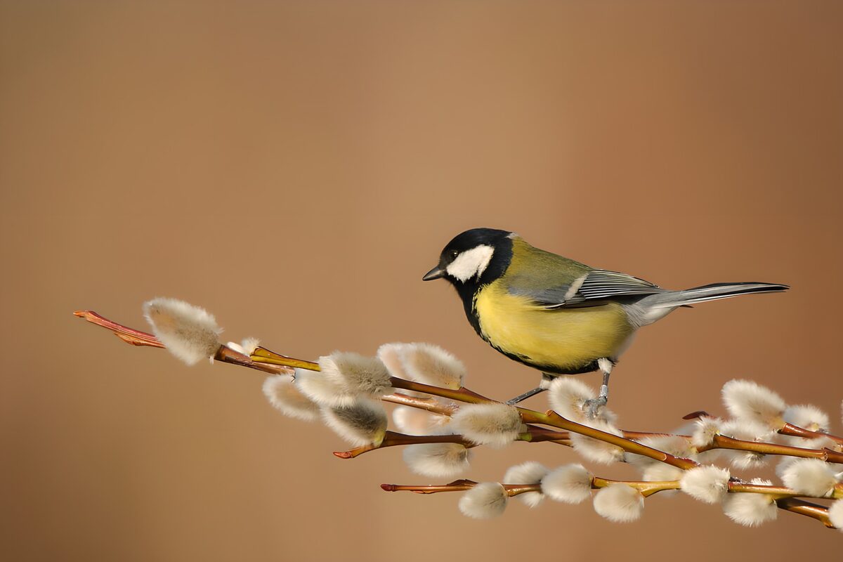 OCUK64532: Beautiful Tit on a Branch