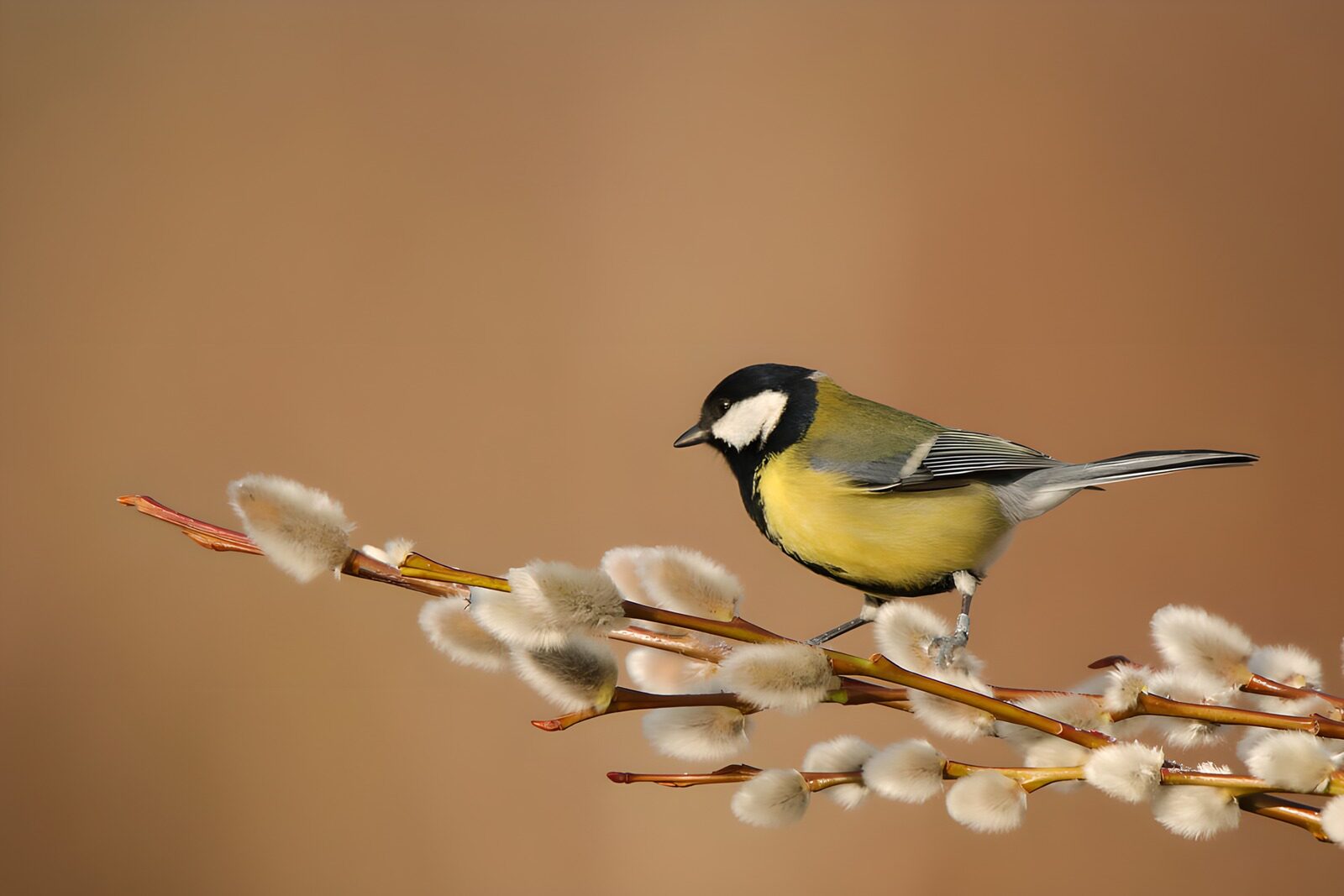 OCUK64532: Beautiful Tit on a Branch