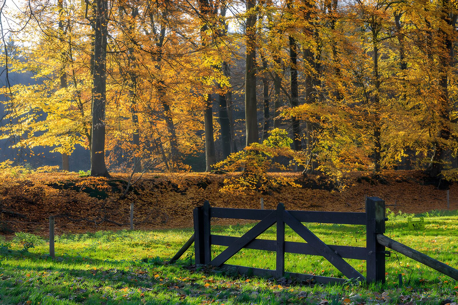 OCUK95739: Autumn Serenity in the Forest