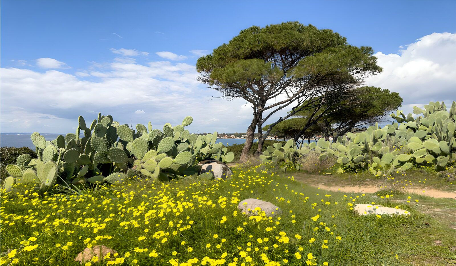 OCUK88408: Serene Coastal Landscape with Cacti and Flowers
