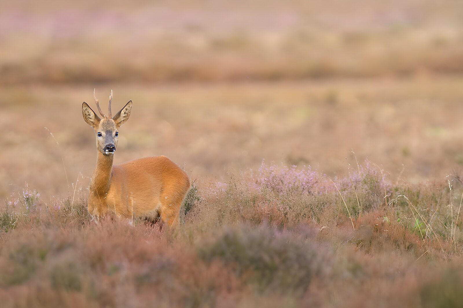 OCUK61079: Majestic Roe Deer in Heather Field