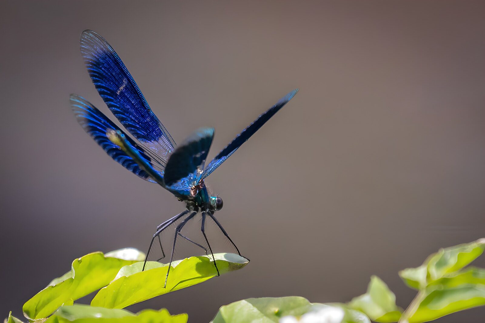 OCUK42920: Blue Dragonfly on Leaf