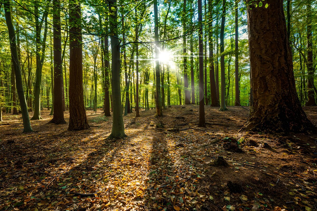 OCUK68423: Glimmers of Light in a Serene Forest