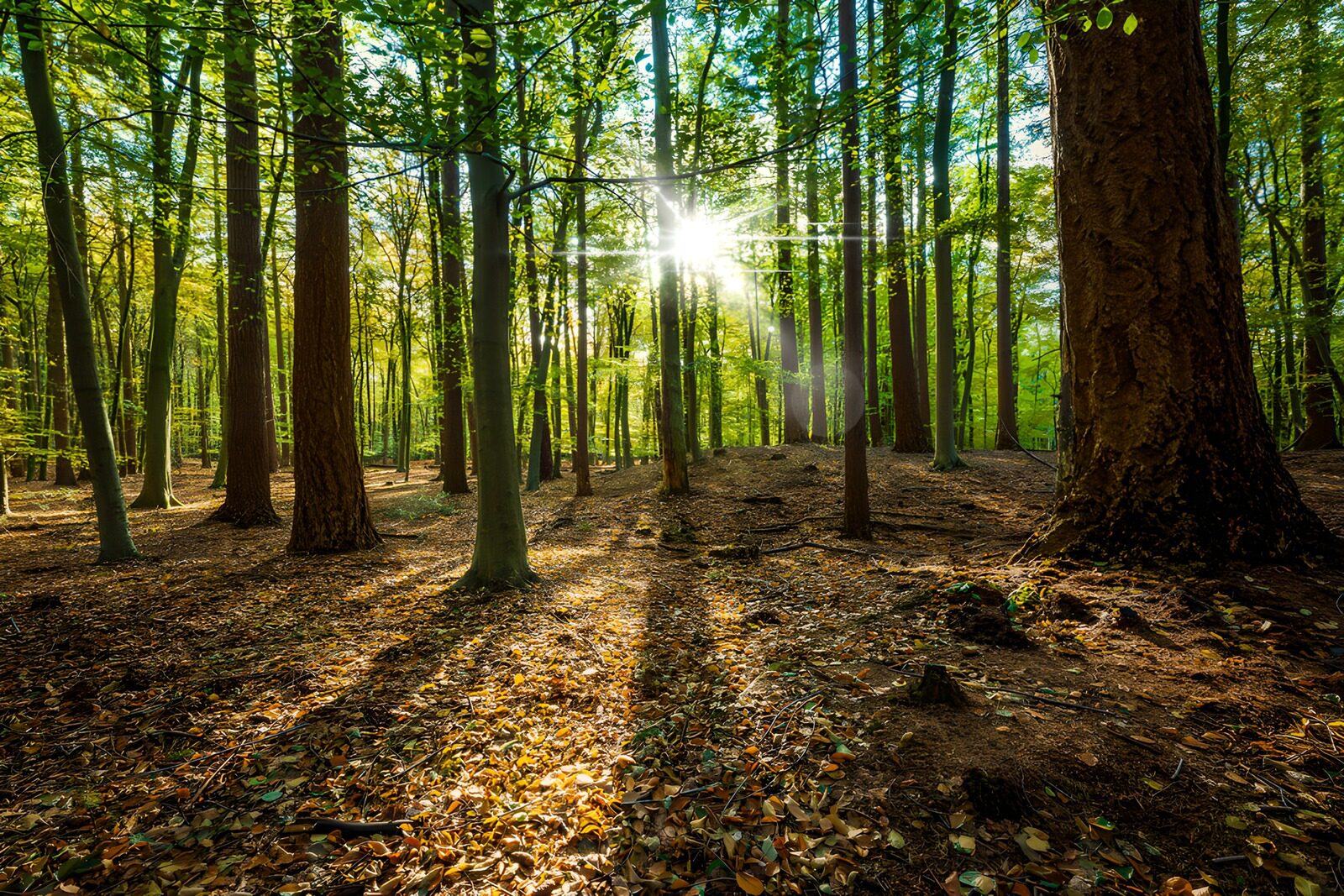 OCUK68423: Glimmers of Light in a Serene Forest