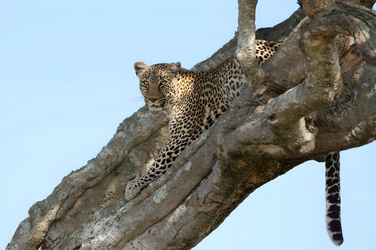 OCUK12909: Leopard at Rest in a Tree