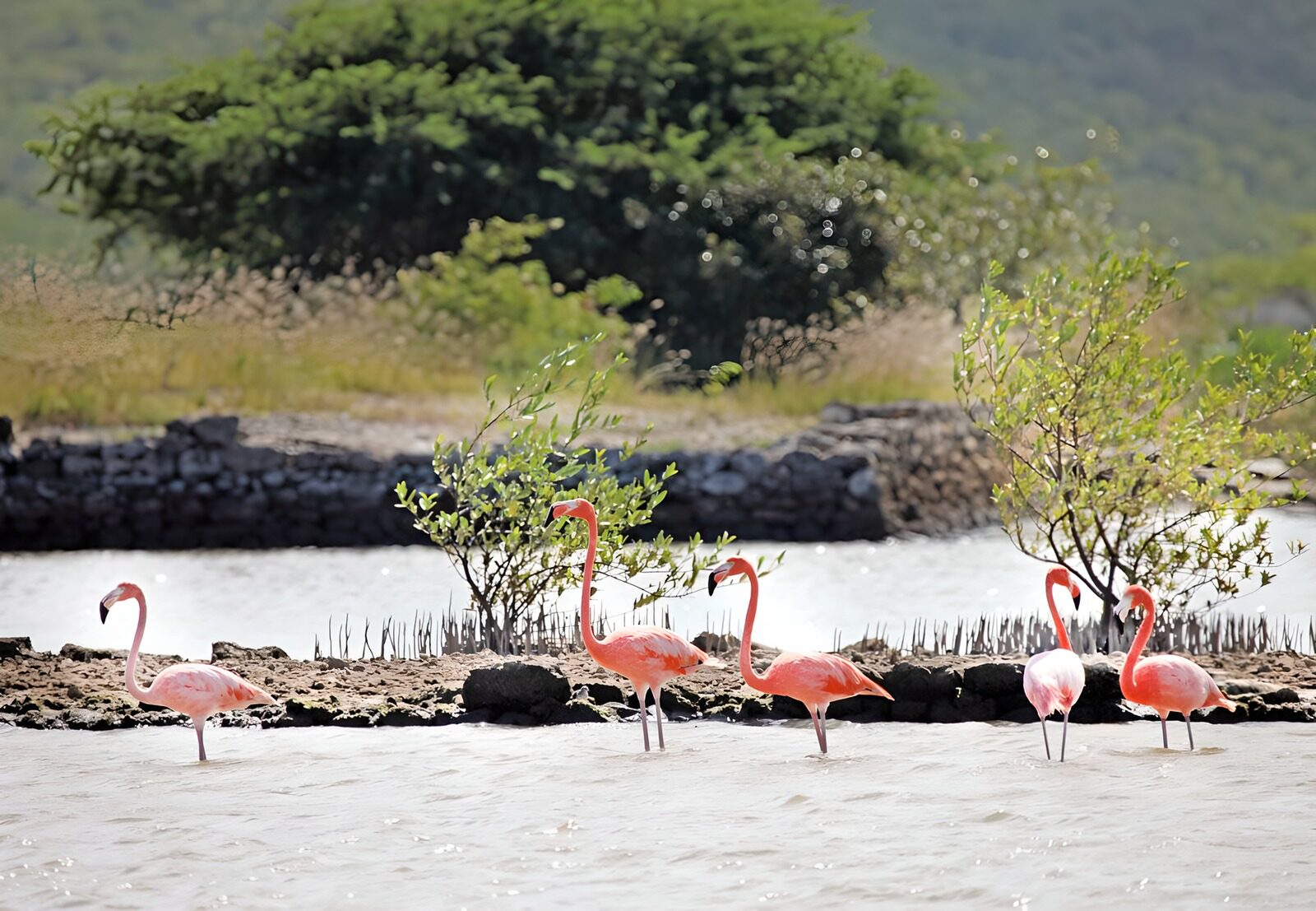 OCUK16013: Flamingoes along the river's edge