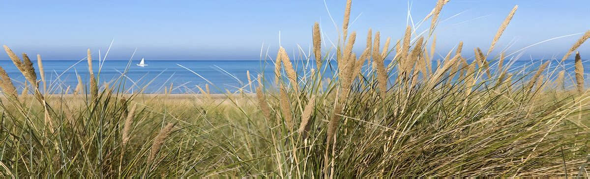 OCUK24089: Serene Beachscape with Grass and Sailboat