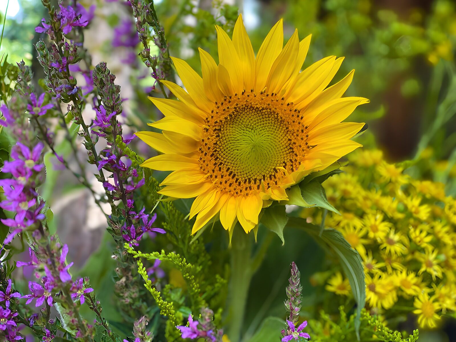 OCUK26658: Bright Sunflower Among Wildflowers