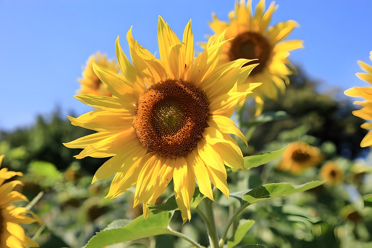 OCUK79620: Bright Sunflower in Bloom