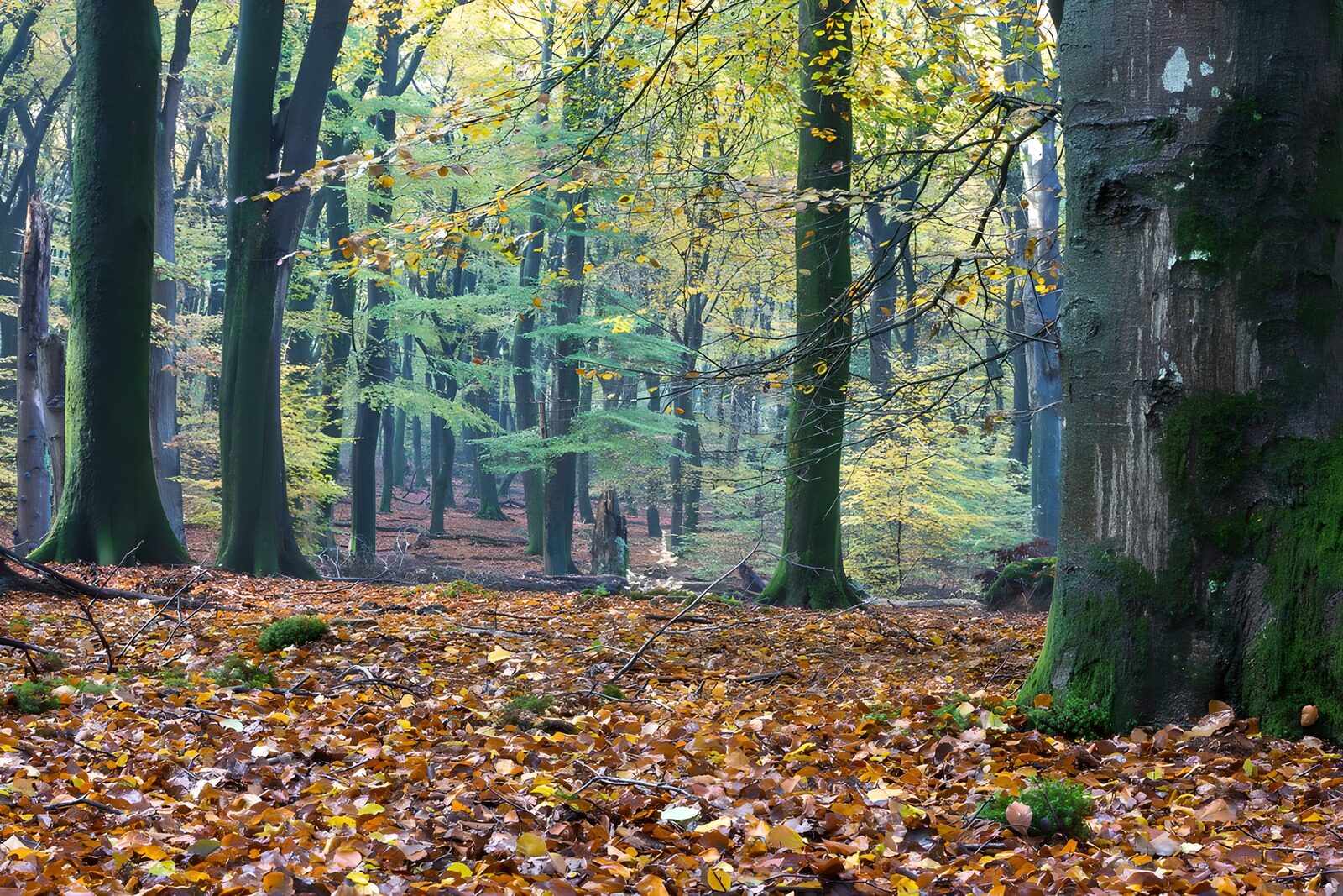 OCUK57753: Trompe-l'œil autumn in the "Speulder" forest 2