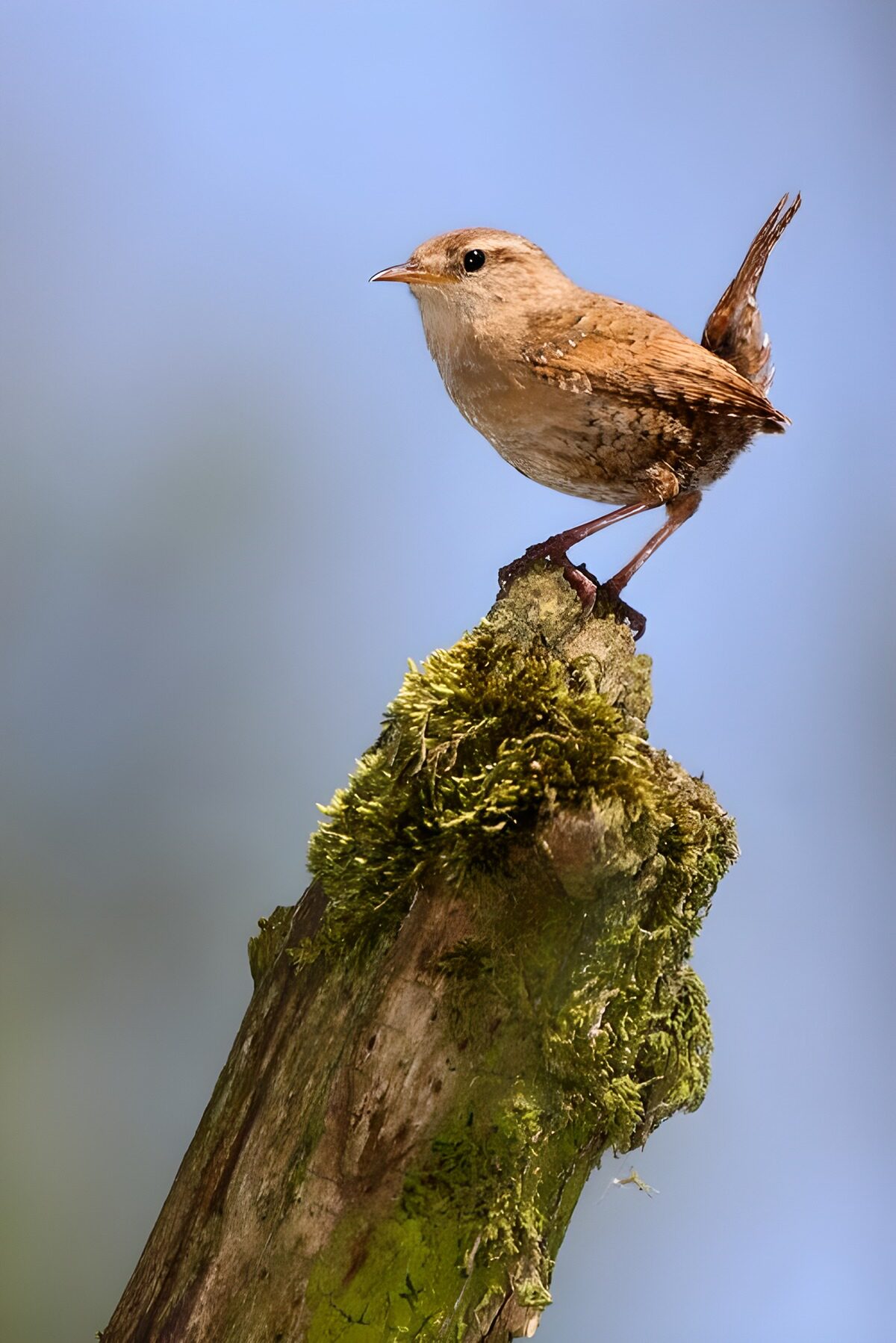 OCUK36734: Small Bird Perched on a Mossy Log