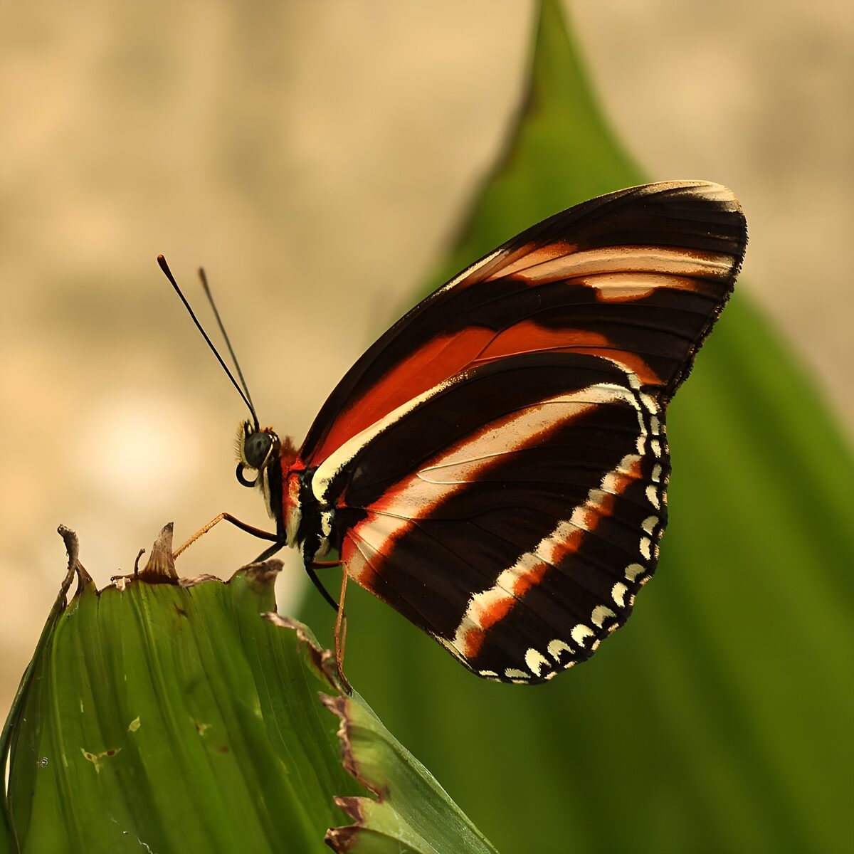 OCUK11381: Vibrant Butterfly on Green Leaf