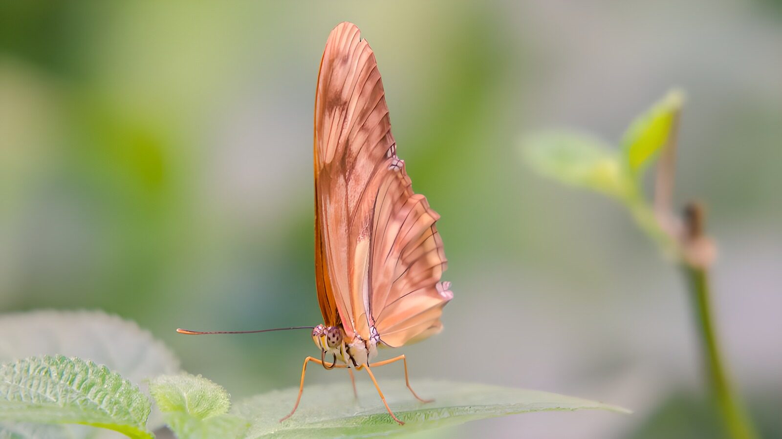 OCUK62280: Graceful Butterfly on Leaf