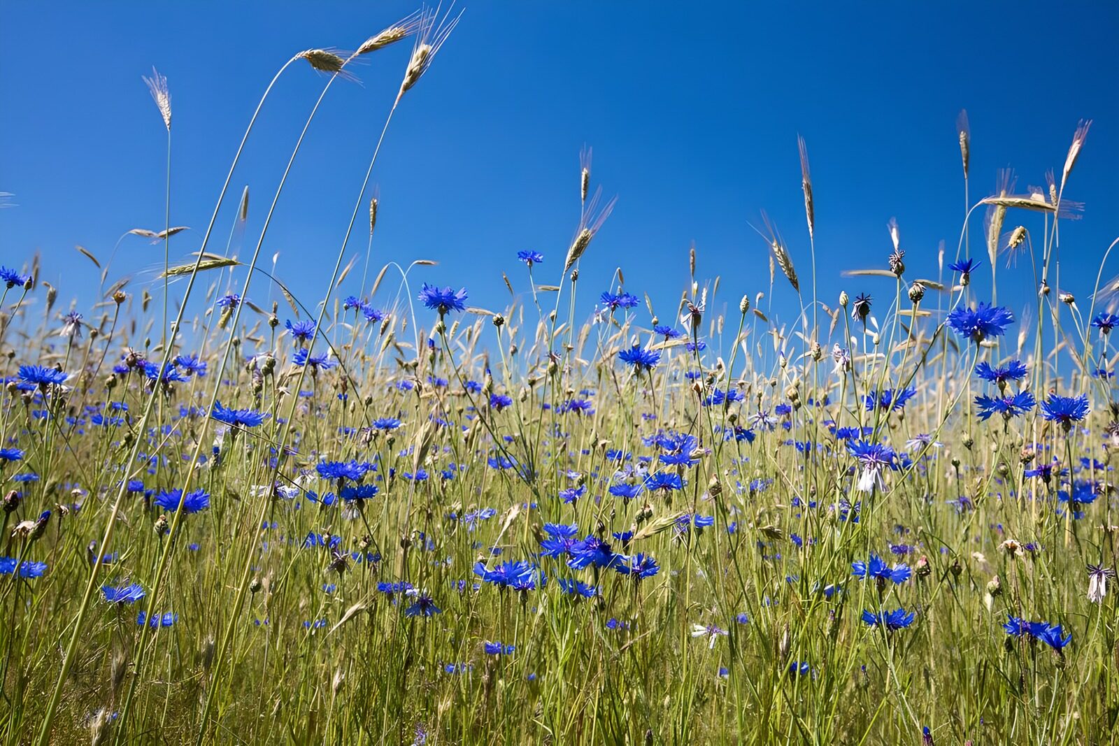 OCUK84459: Cornflowers in the meadow