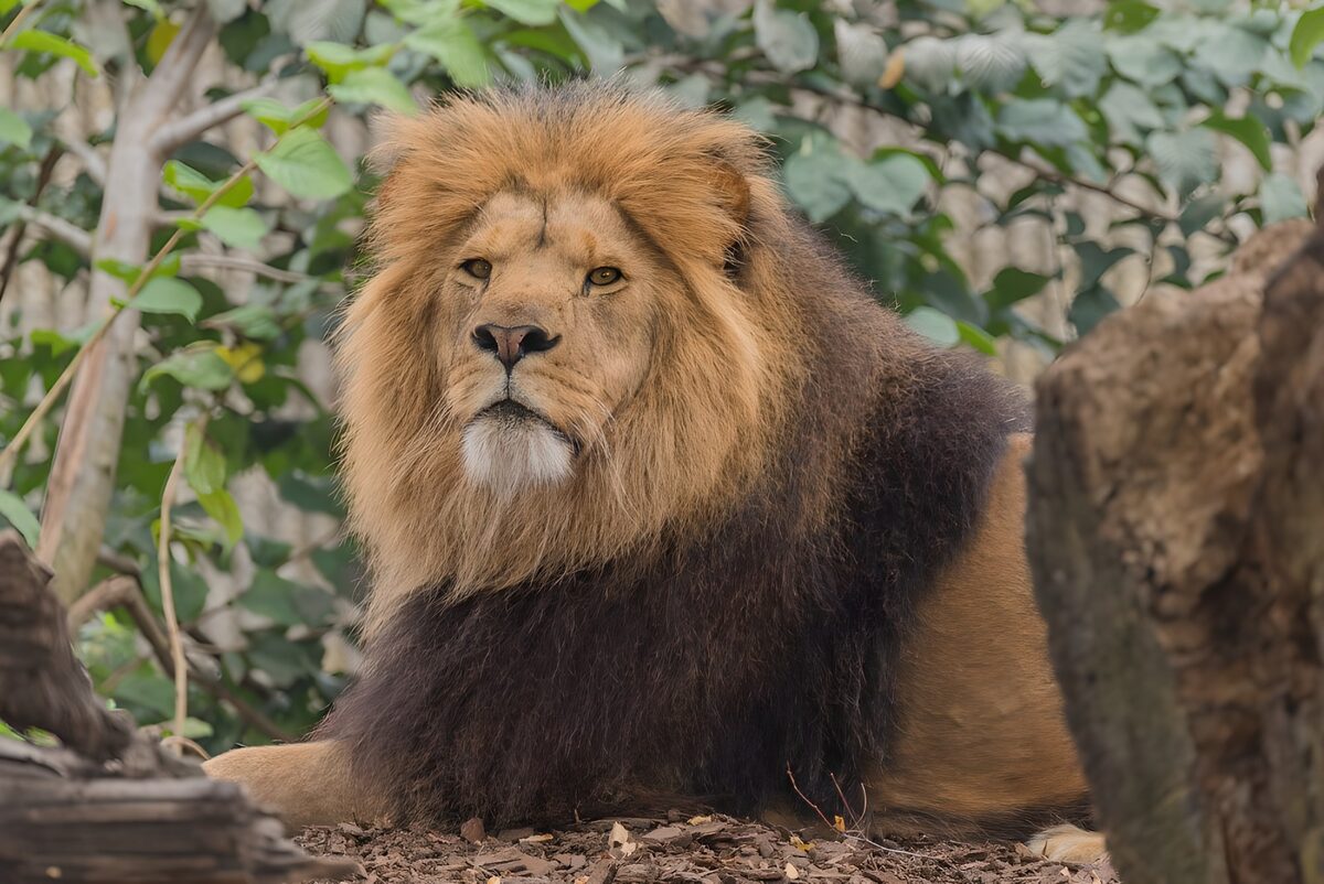 Majestic Male Lion in Nature