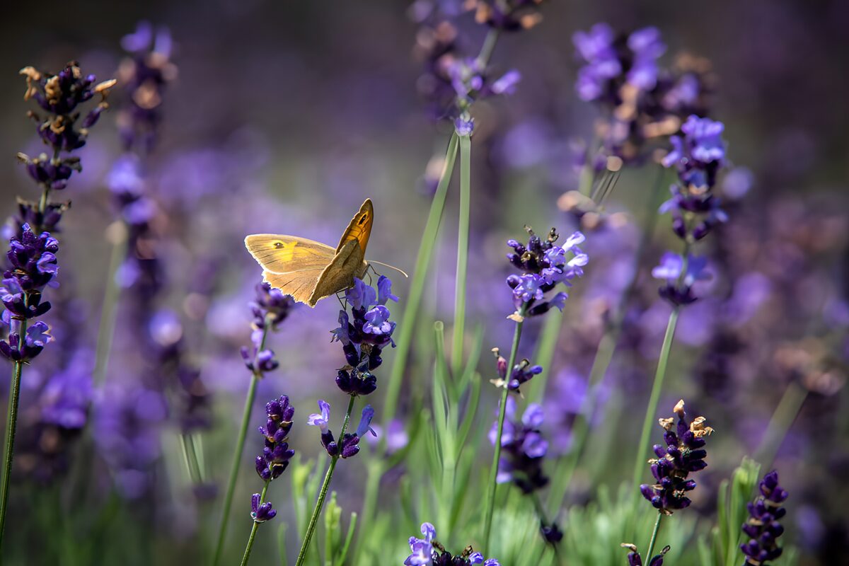 OCUK91393: Butterfly Among Lavender Blooms