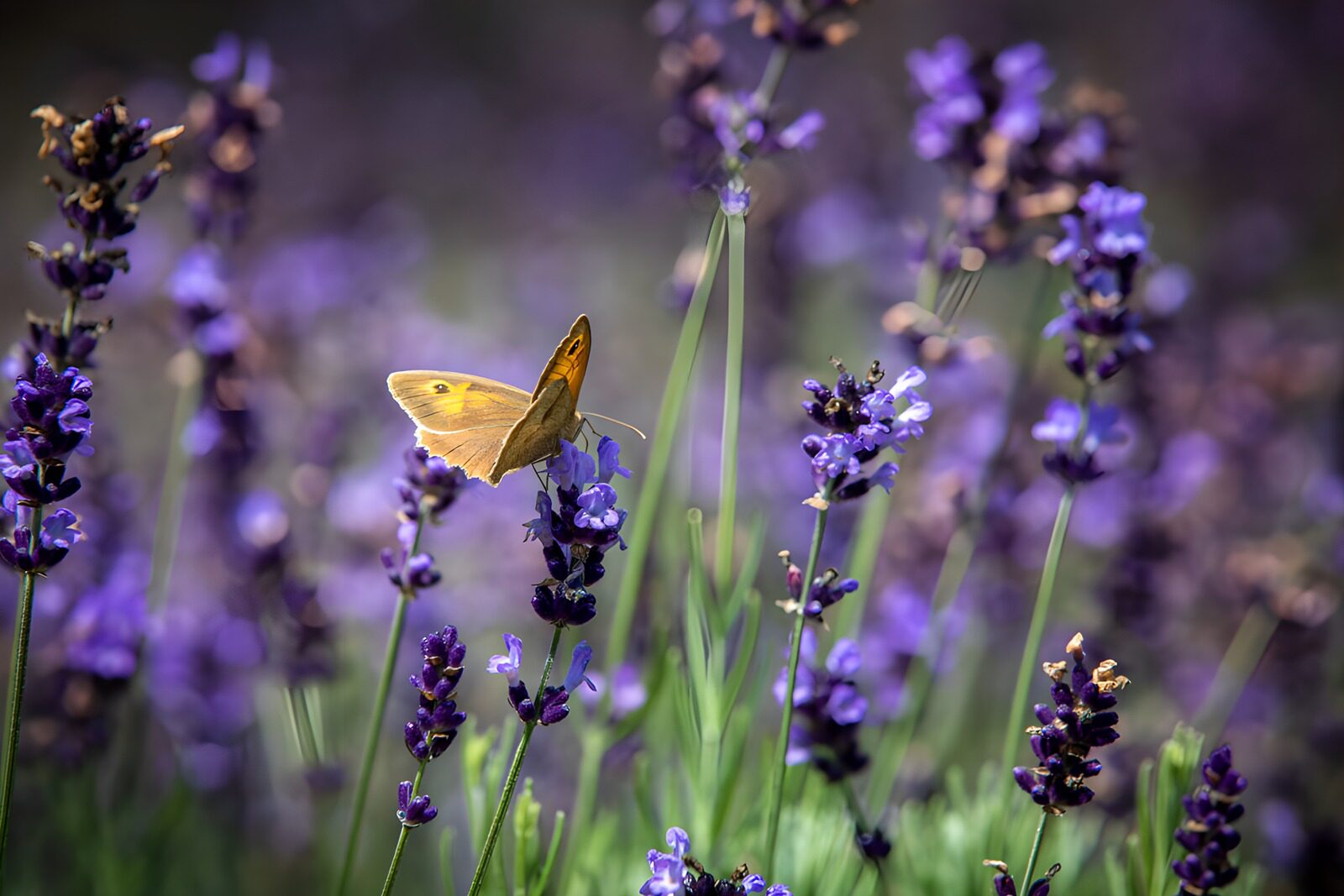 OCUK91393: Butterfly Among Lavender Blooms