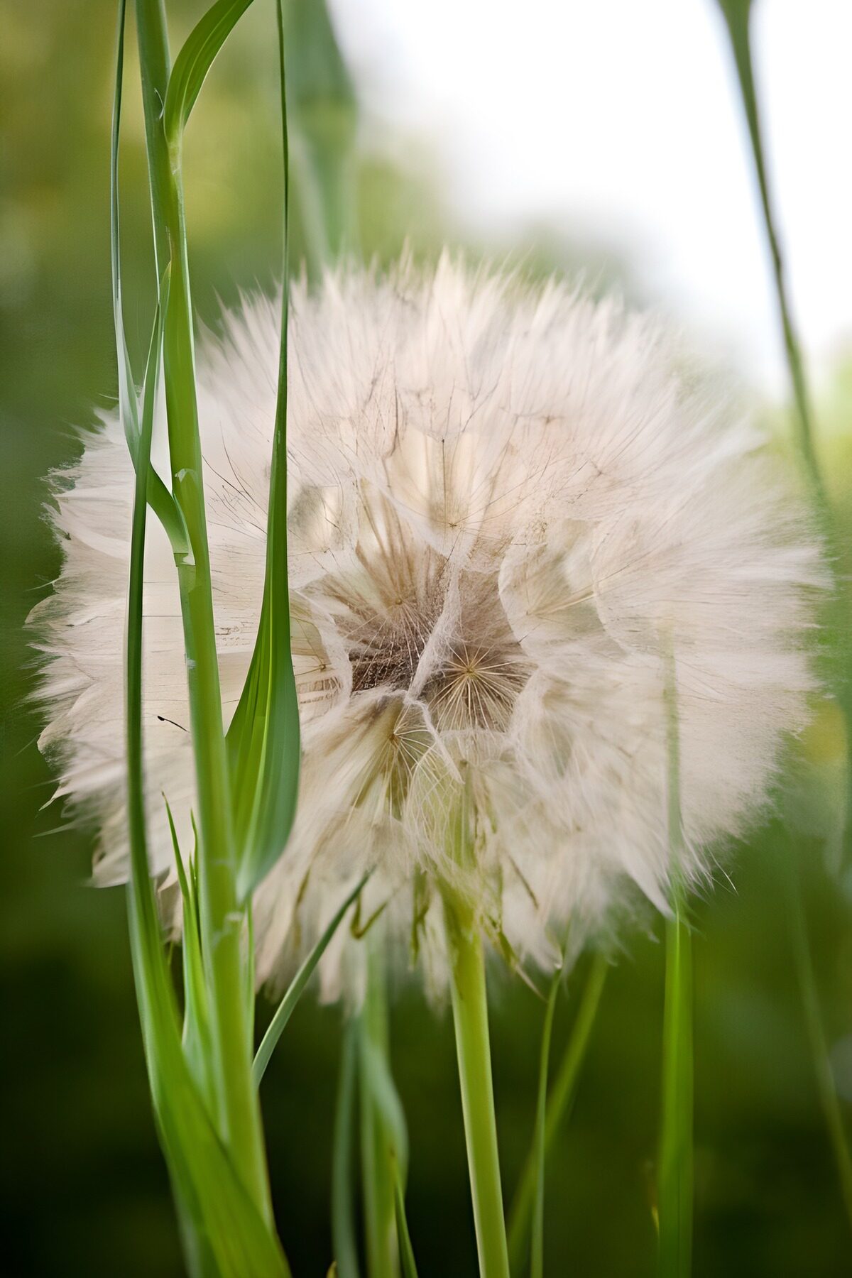 OCUK96489: Delicate Dandelion Whispers
