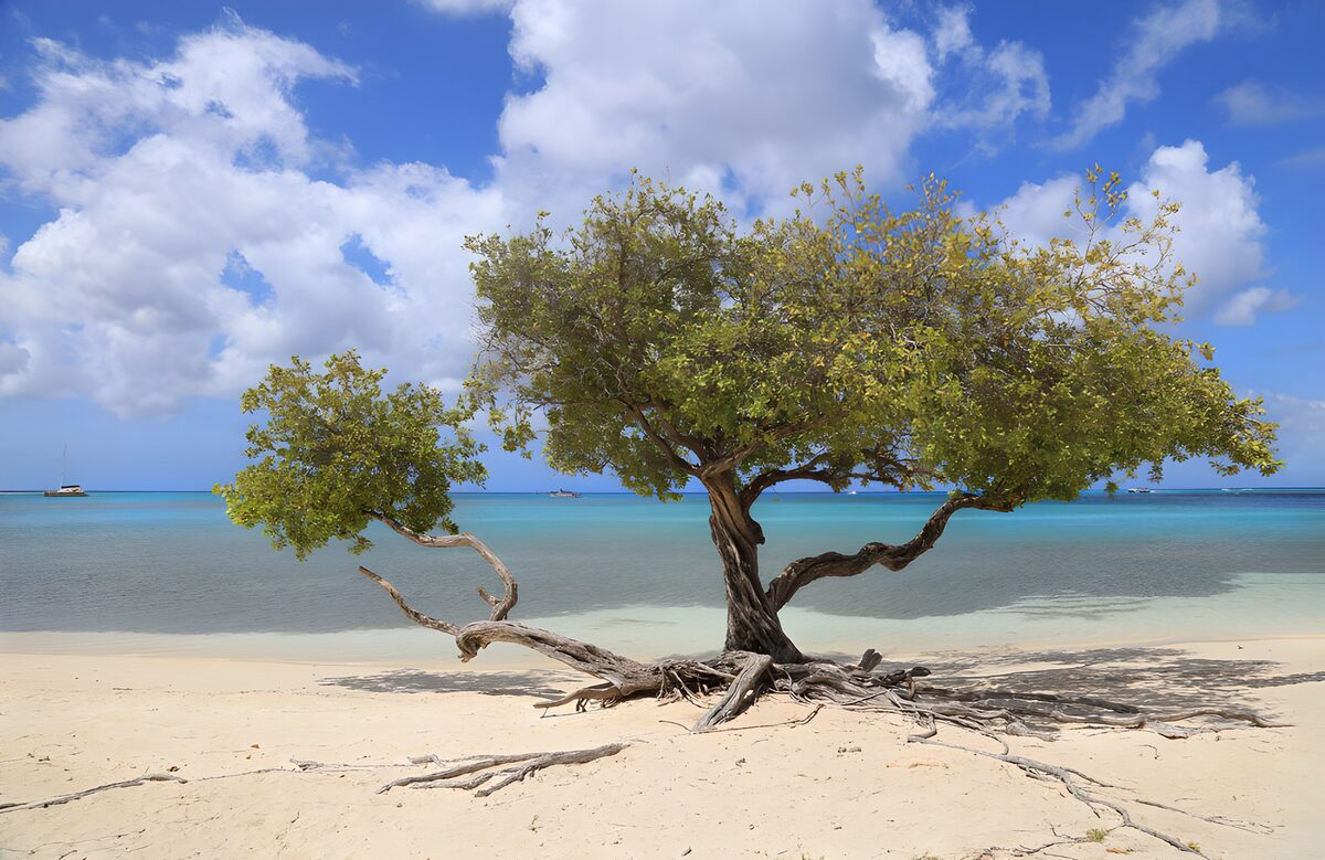 OCUK21676: Serene Coastal Tree by the Water