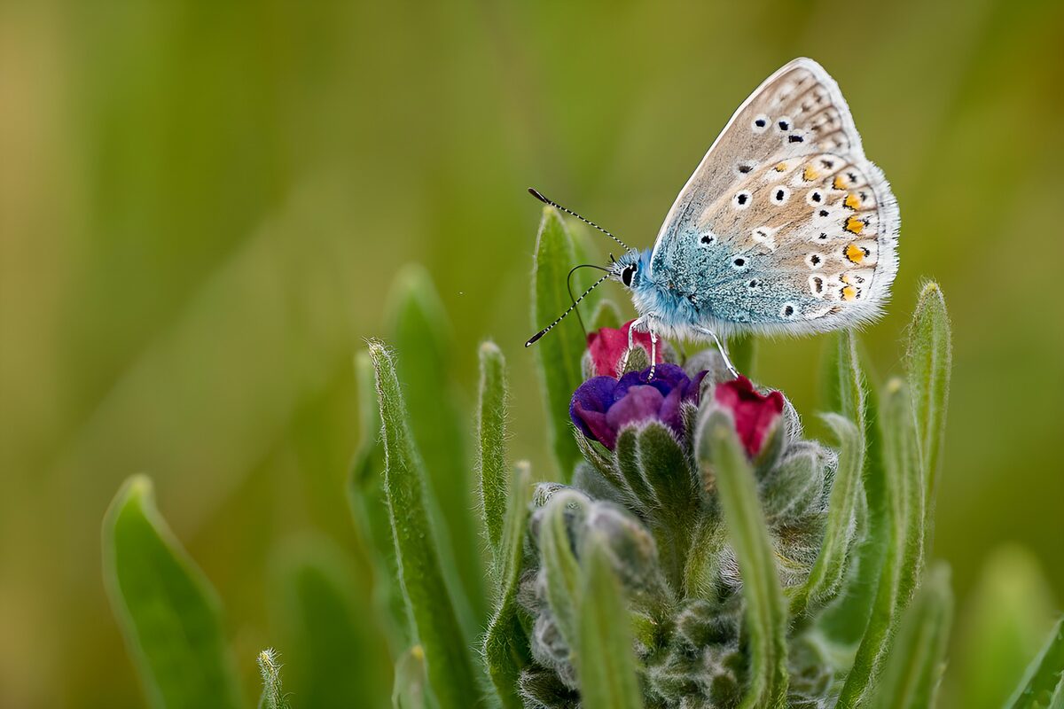 OCUK83808: Delicate Blue Butterfly on Flower
