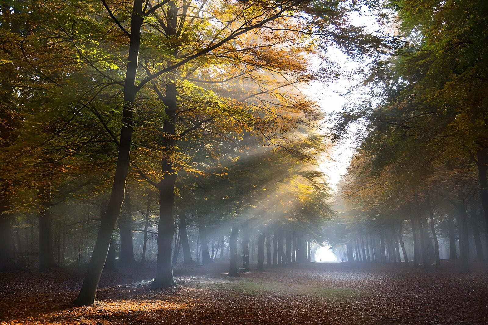 OCUK21780: Serene Autumn Forest Path