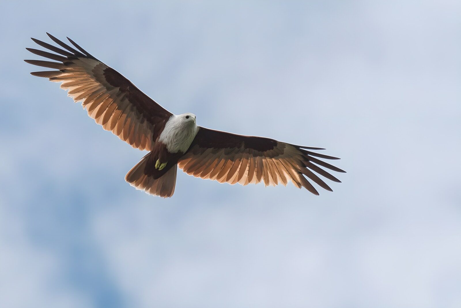 OCUK23829: Majestic Eagle Soaring in the Sky