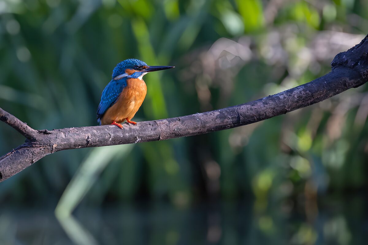 OCUK71937: Vibrant Kingfisher Perched by the Water