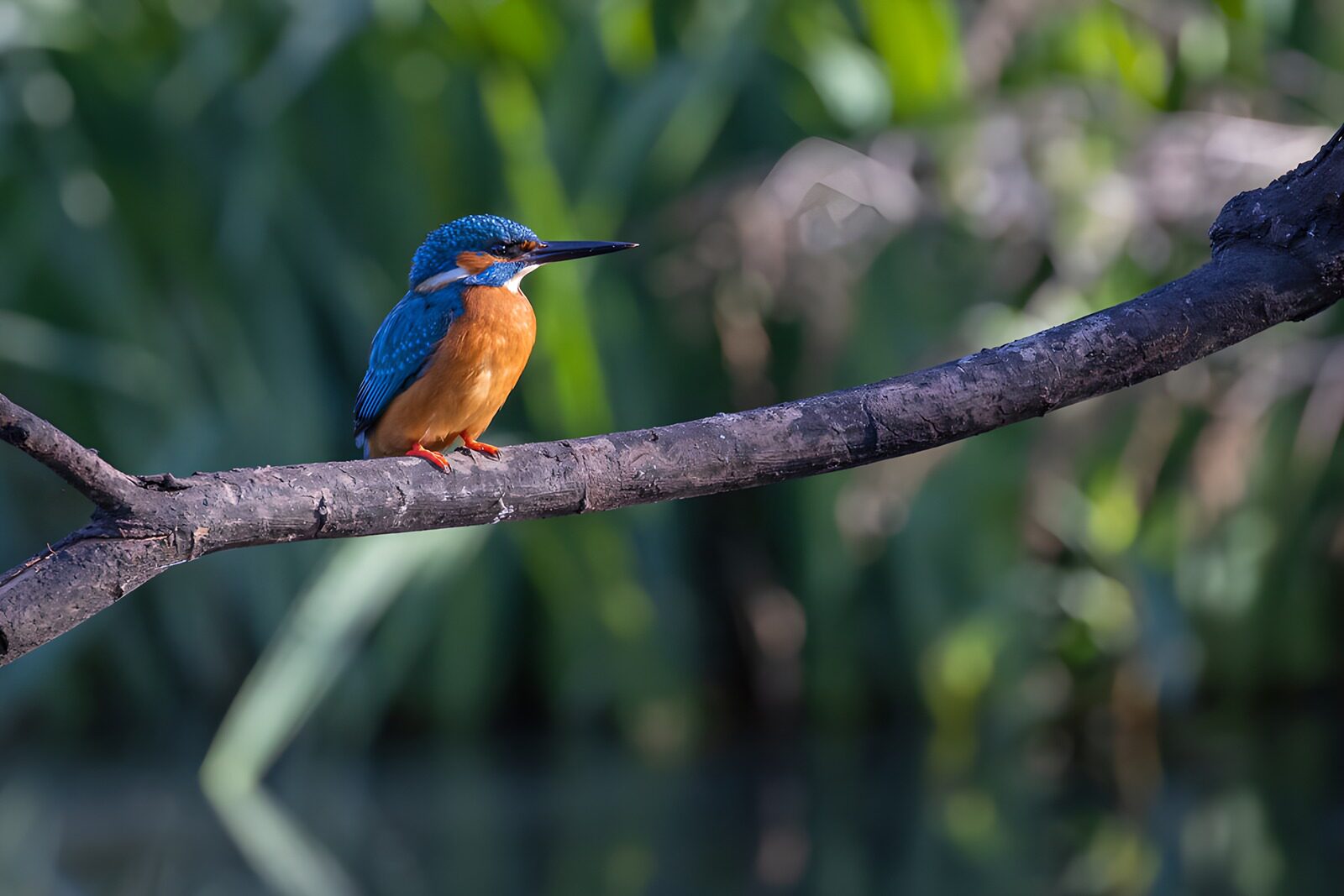 OCUK71937: Vibrant Kingfisher Perched by the Water