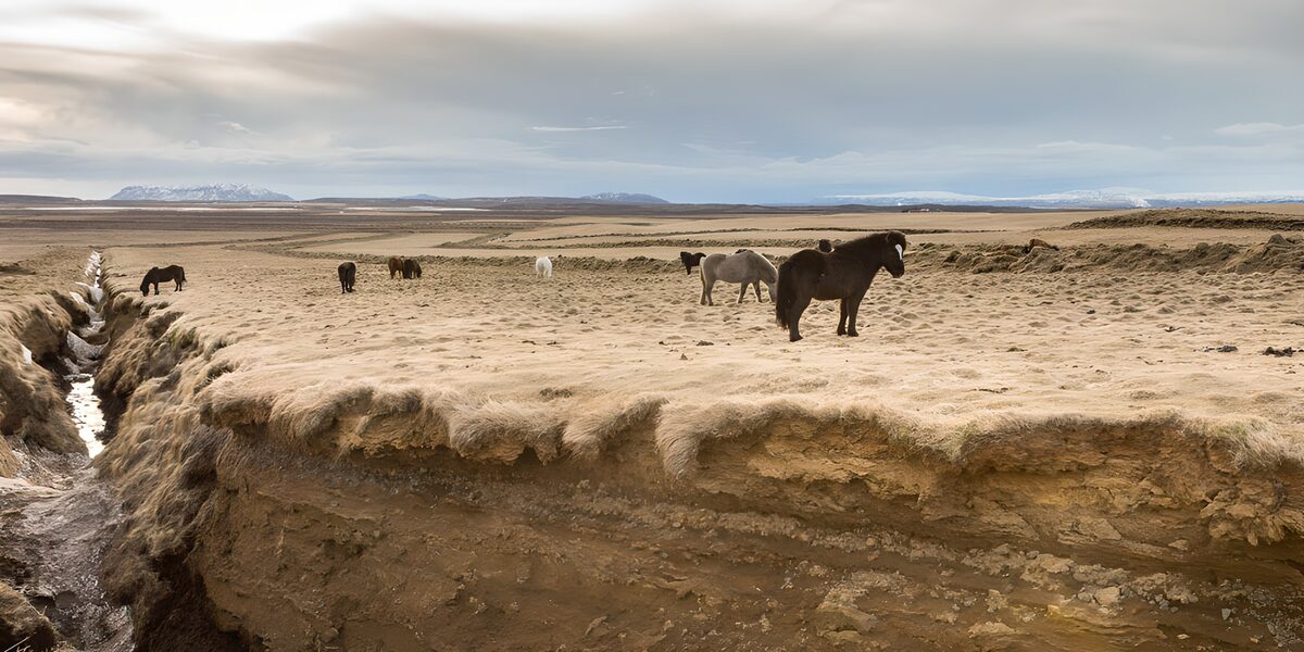 Majestic Icelandic Horses in a Scenic Landscape