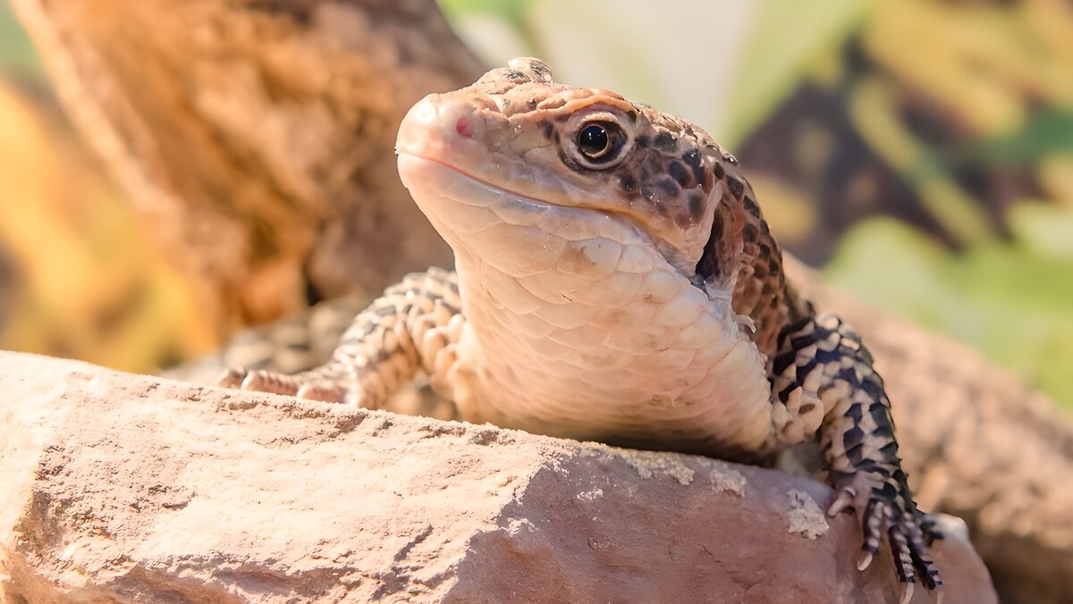 OCUK15570: Lizard on a Rock