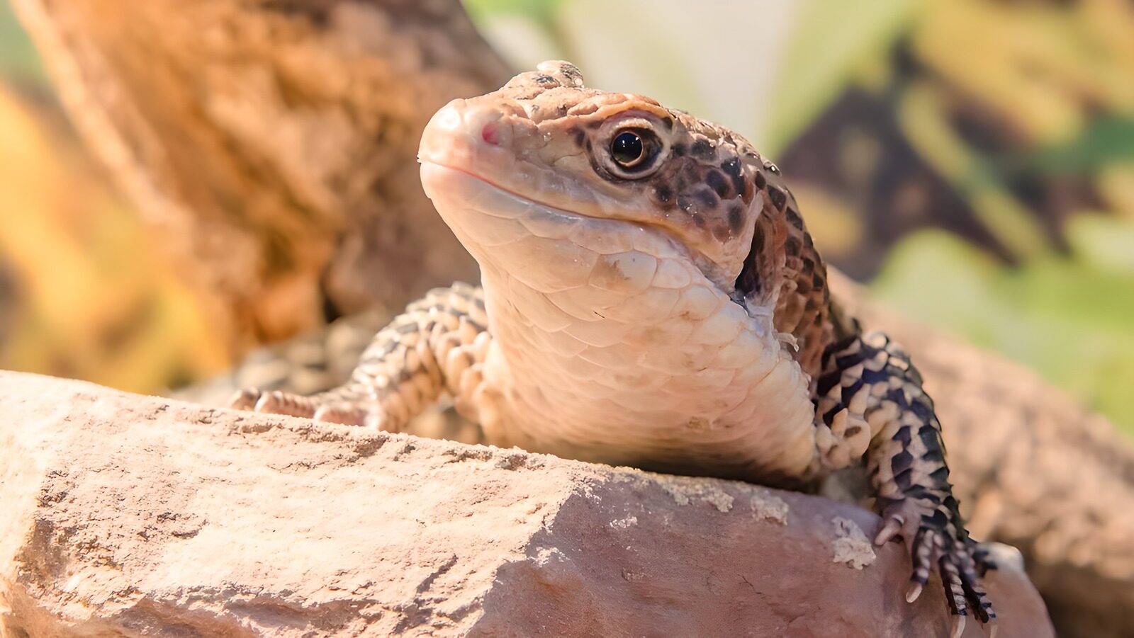 OCUK15570: Lizard on a Rock