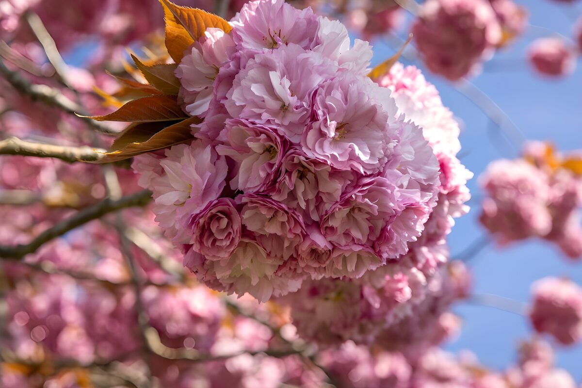 OCUK32006: Blooming Pink Cherry Blossoms