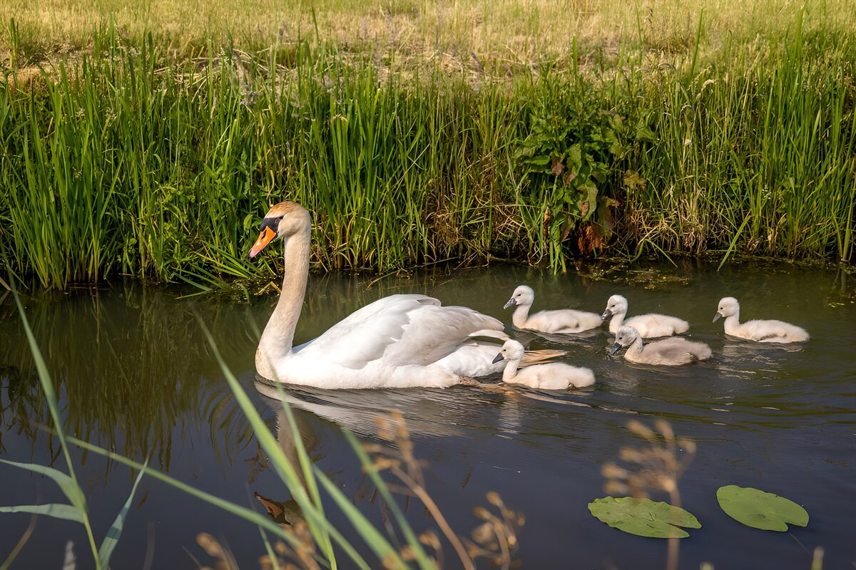 OCUK88085: Swan Family Swimming Together