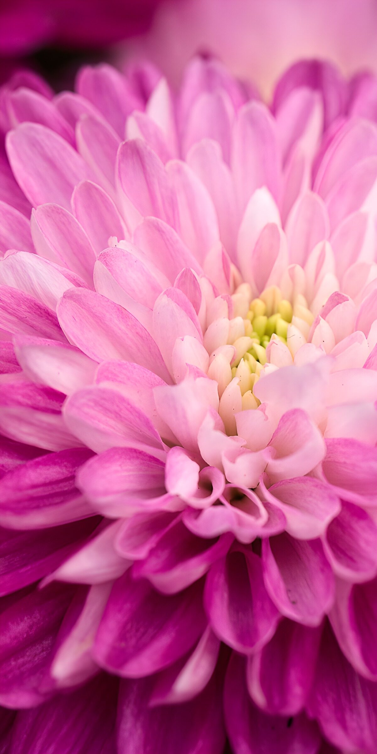 OCUK32903: Delicate Pink Chrysanthemum Blossom