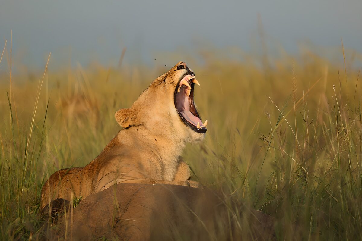 OCUK68837: Majestic Lioness Yawning in the Wild