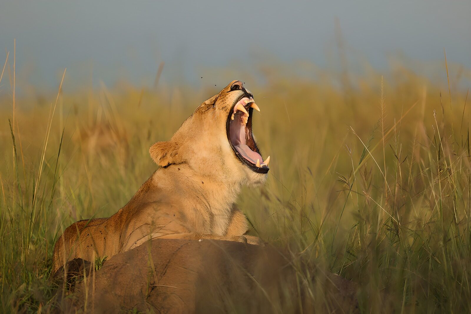 OCUK68837: Majestic Lioness Yawning in the Wild